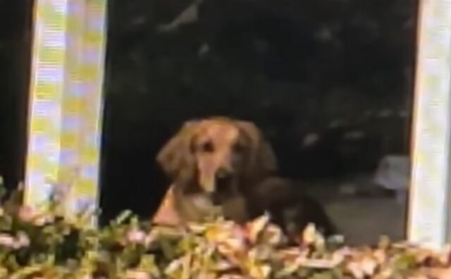 Il cane che fa il photobomber nella foto di Natale dei suoi genitori umani fa davvero ridere tutti (VIDEO)