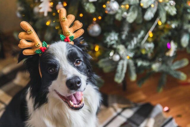 Il cane può mangiare i grissini?