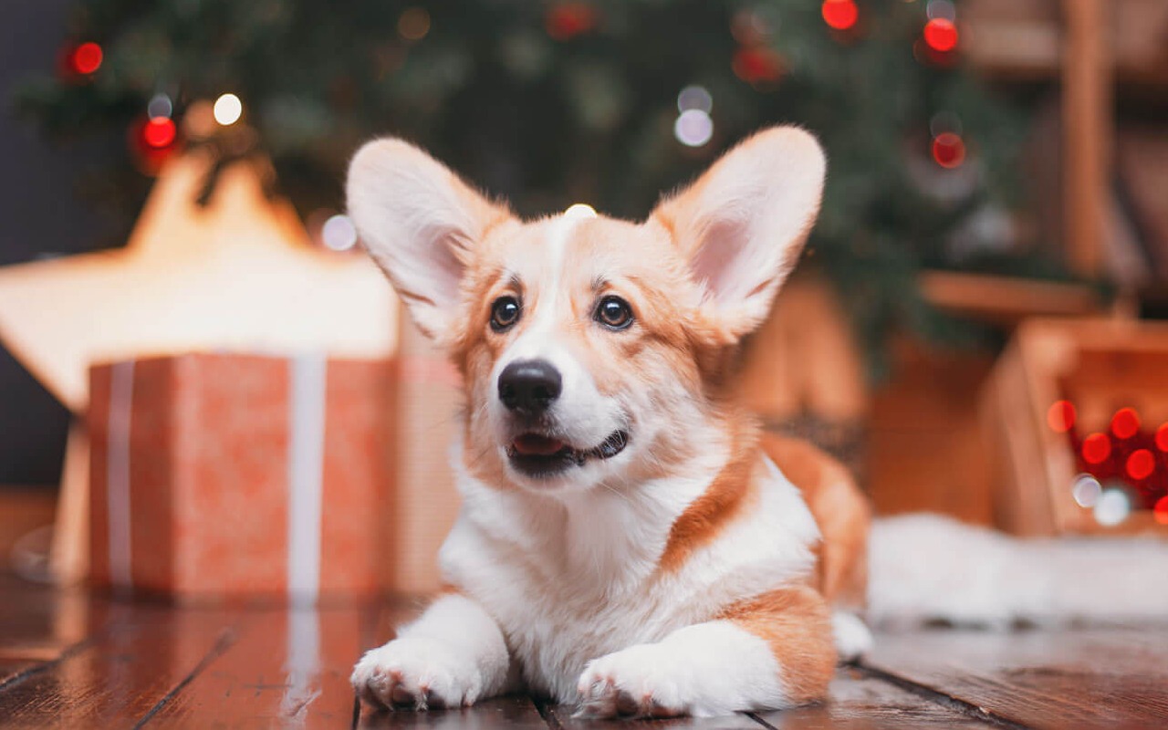 cane sotto l'albero di natale