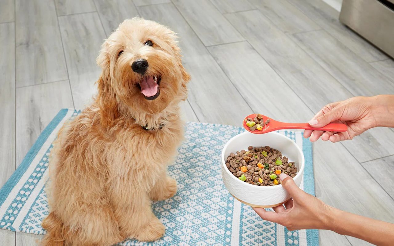 cane che mangia la sua pappa