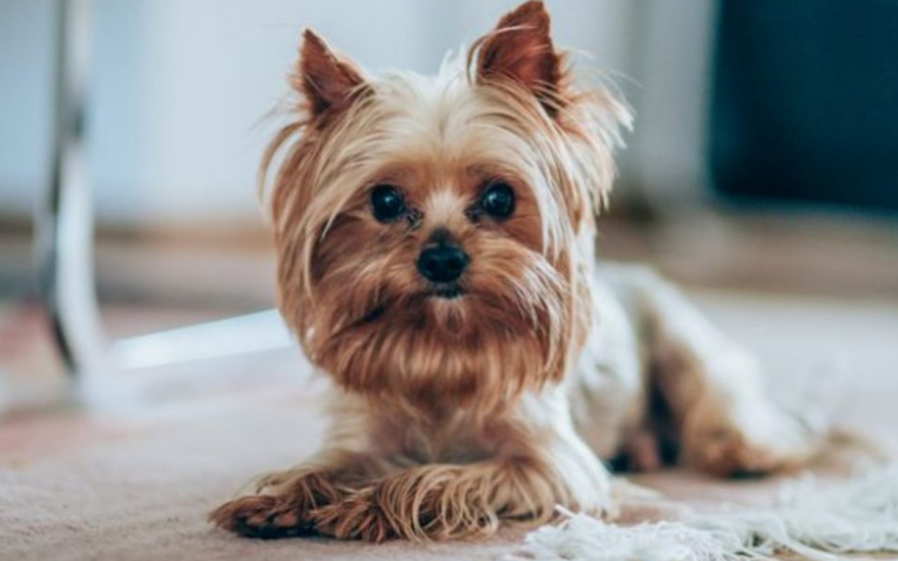 cagnolino disteso sul tappeto