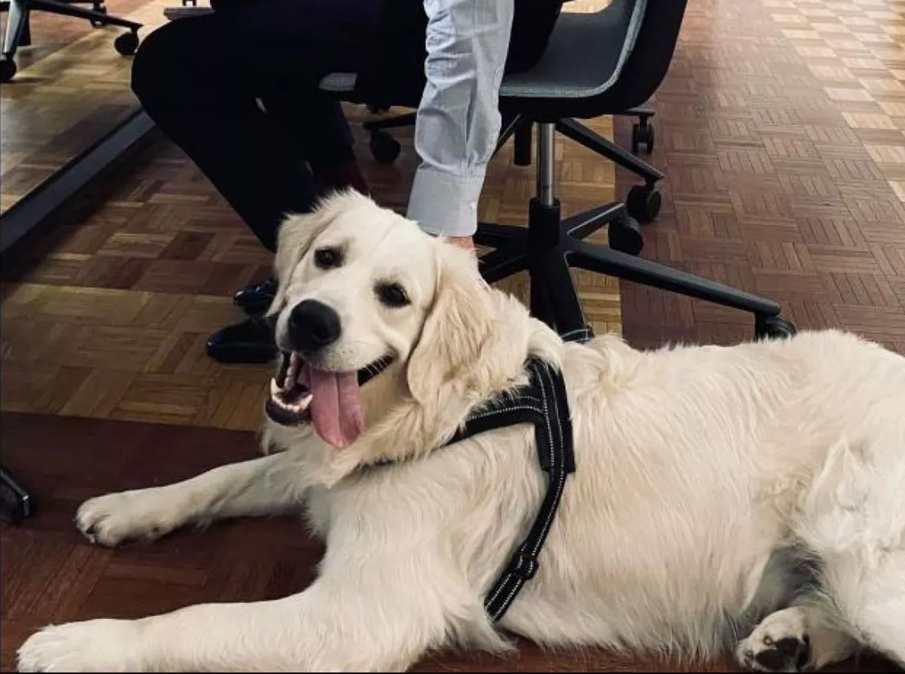 Golden Retriever sdraiato nell'ufficio del Sindaco