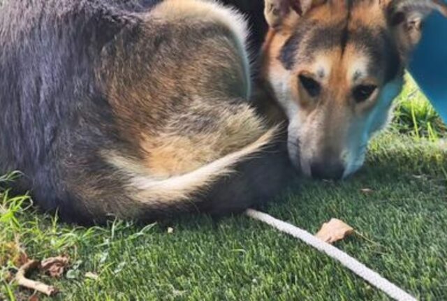 L’effetto del canile sul cane: terrorizzato e solo, sta cercando di rendersi totalmente invisibile