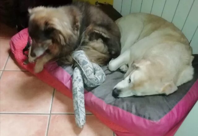Cane in canile perché la proprietaria si è ammalata: i vicini di casa si mobilitano per l’animale