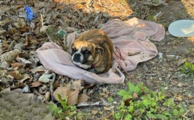 Stava tremando, in mezzo al nulla: la donna ha trovato così il cane, dolcissimo e indifeso (VIDEO)