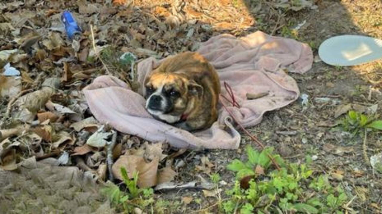 cane nel bosco