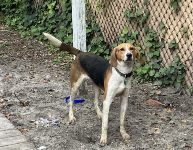 Cane incastrato in una ventola salvato da polizia e vigili del fuoco