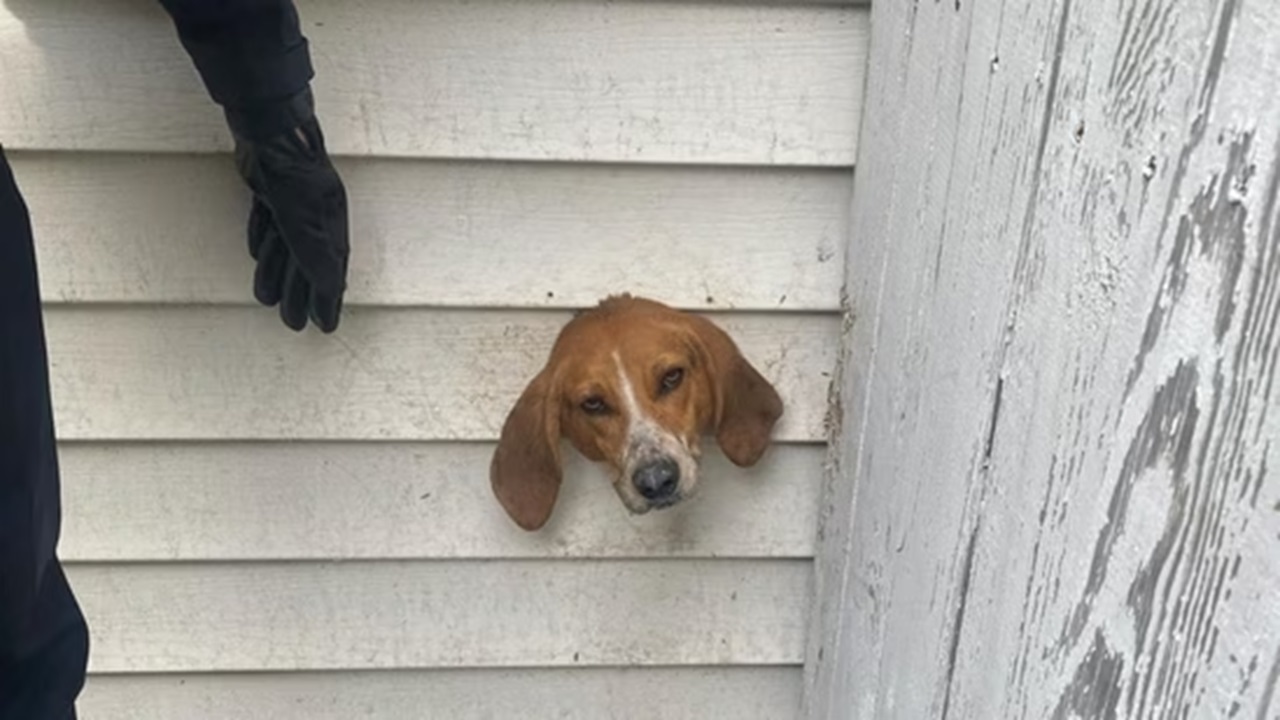 Cane incastrato in una ventola