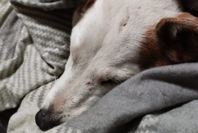 Cane intrappolato salvato dai pompieri, che chiedono poi soldi al suo proprietario