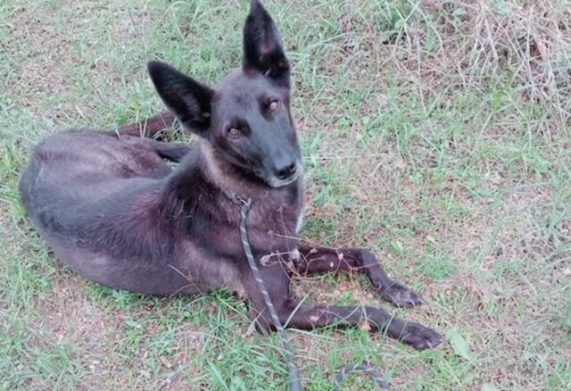 Cane invisibile adottato al canile di Mesagne: la storia di Sirio