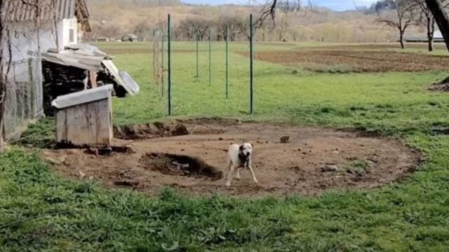 Il cane che aveva vissuto per tutta la vita legato a una pesante catena afferra la mano del suo salvatore