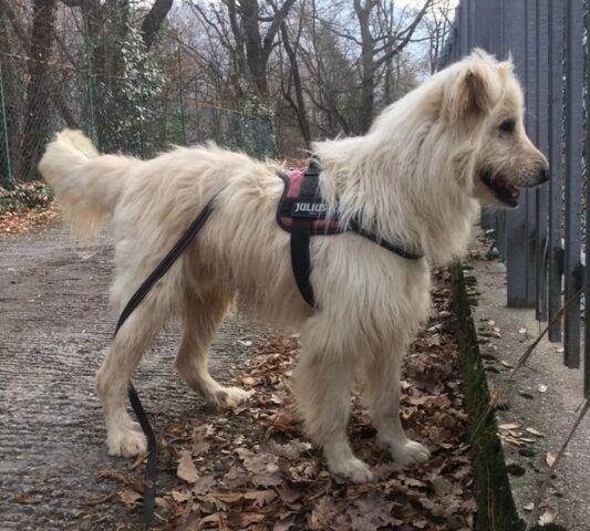 Cane legato con una catena al collo trova una nuova vita: la storia di Ted