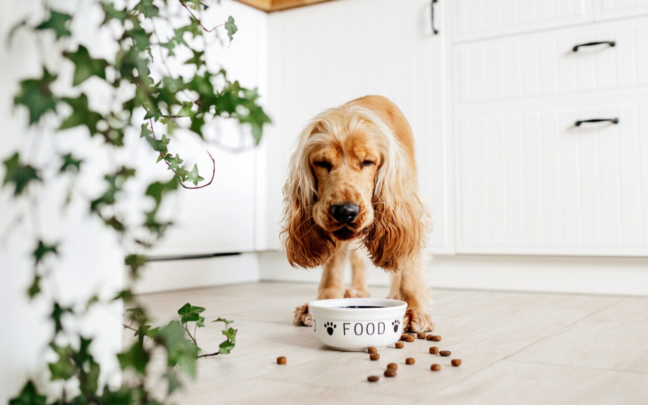 cocker spaniel che mangia