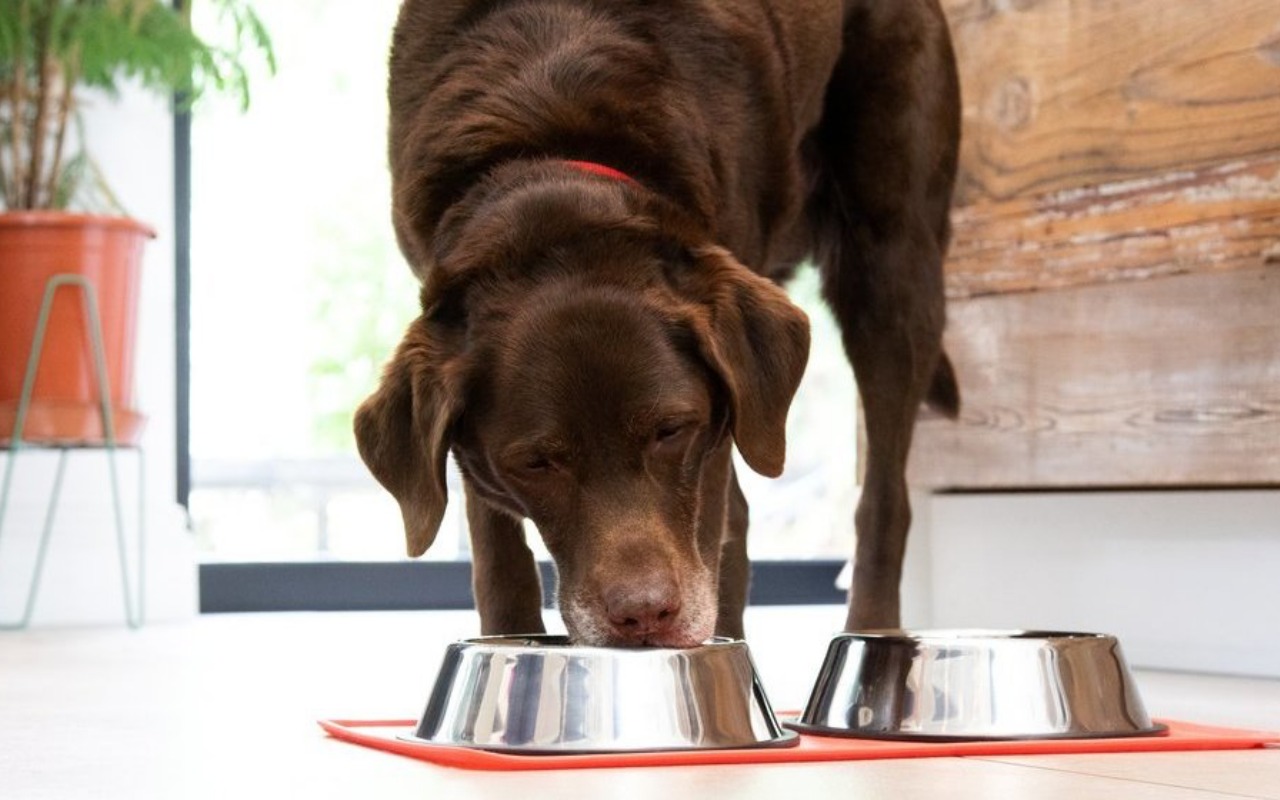 labrador che mangia