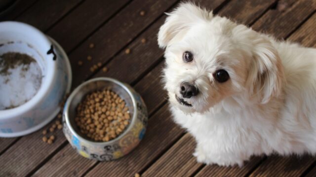 Come fare a far mangiare il cane lentamente