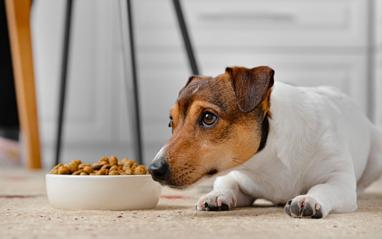 pappa per jack russell terrier