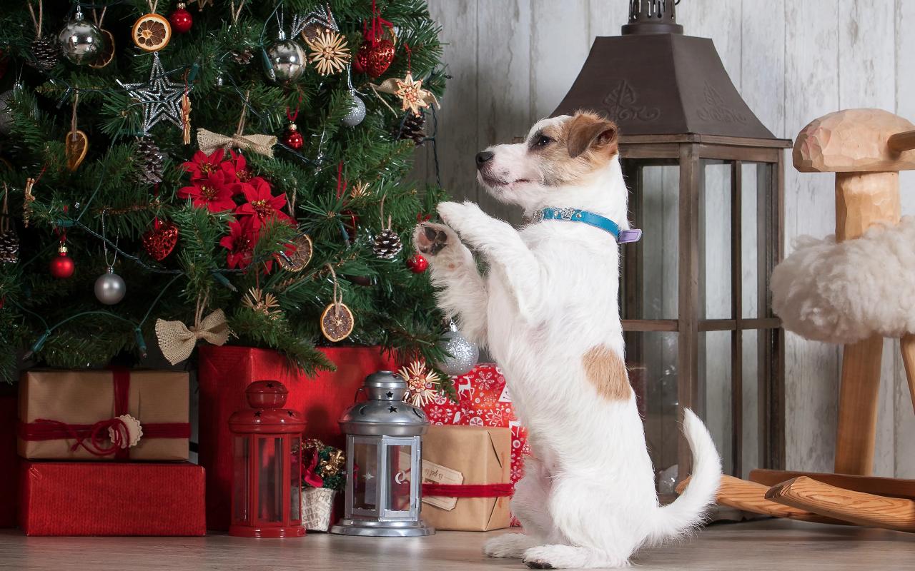 cagnolino gioca con l'albero di natale