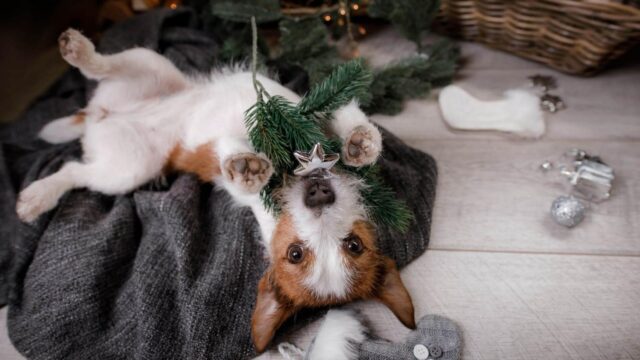 Cosa fare se il cane mastica l’albero di Natale?