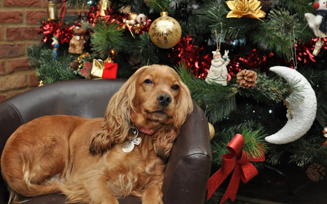 cane disteso accanto all'albero di natale