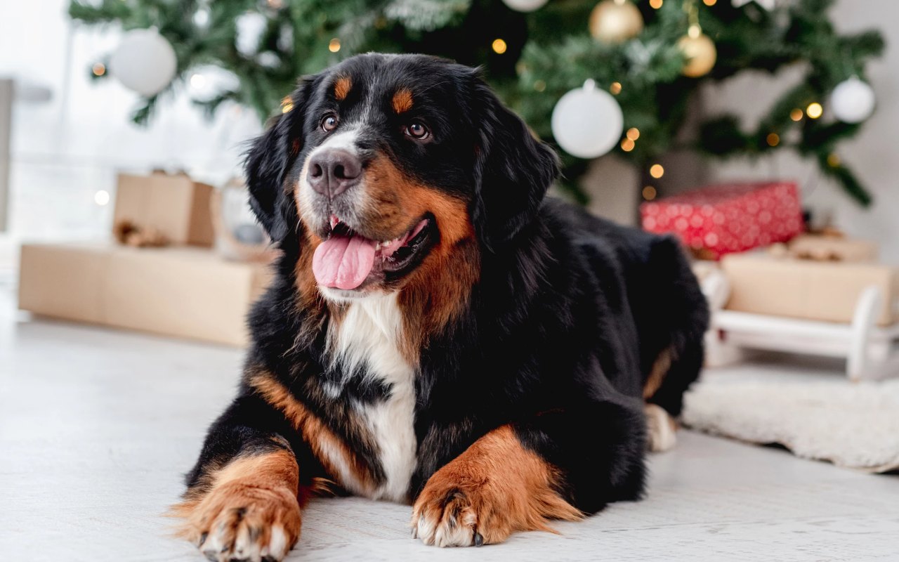 cane bovaro a natale