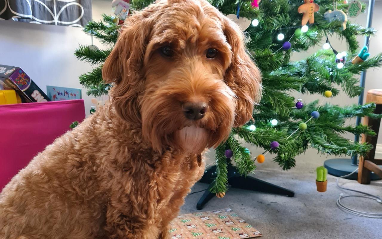 cane marrone con albero di natale