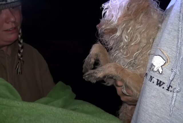 Un cane randagio che era rimasto intrappolato nel tunnel fognario è stato salvato anche emotivamente