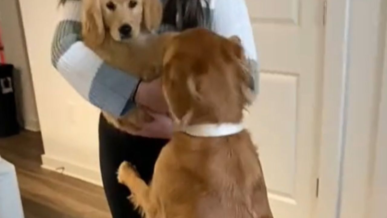 cane accoglie cucciolo