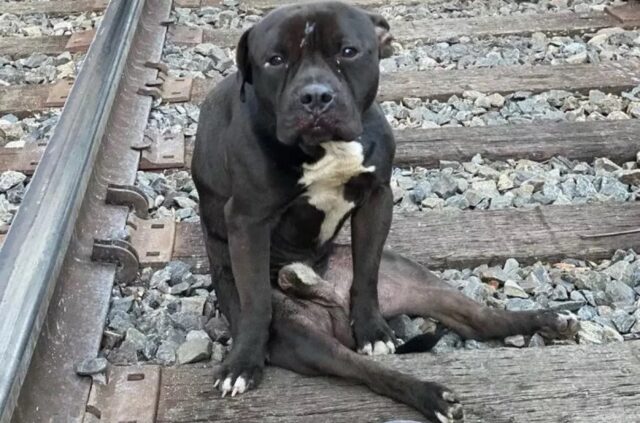 Cane paralizzato abbandonato sui binari del treno: Lucky trova la sua casa per sempre