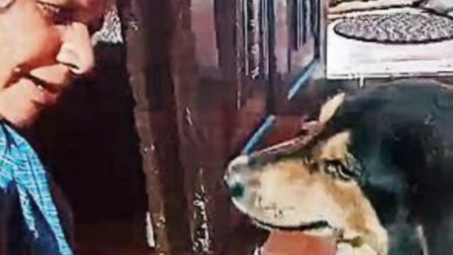 Cane provoca un incidente mortale: qualche giorno dopo si presenta a casa della famiglia della vittima