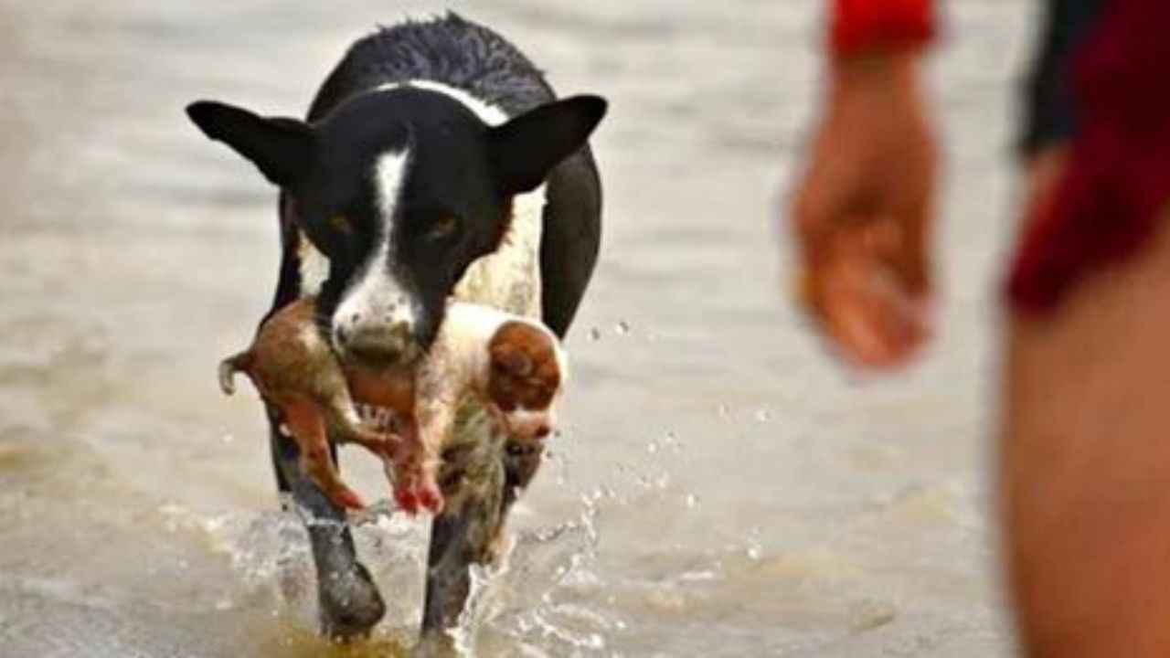 cane salva cucciolo dal fiume