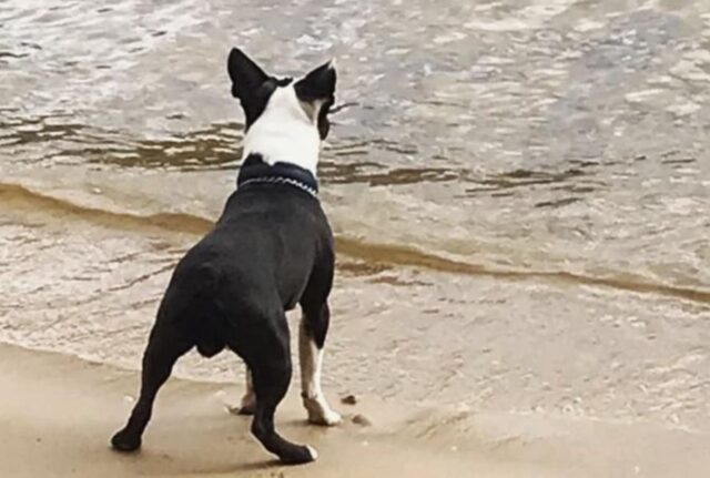 Dopo essersi buttato nel fiume il cane è riemerso con in bocca un cucciolo, sorprendendo tutti