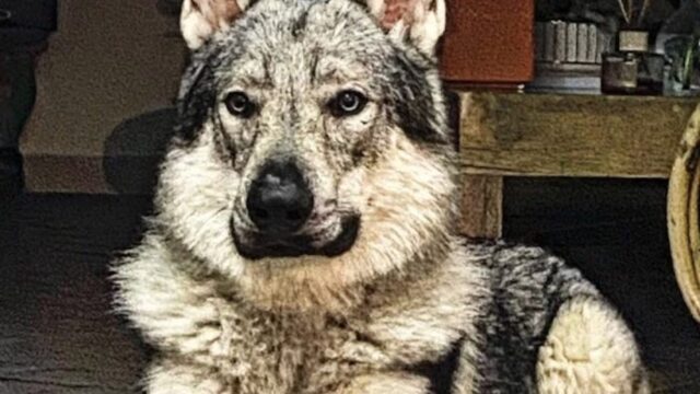 Cane scambiato per un lupo colpito da un cacciatore: Oreste ha perso la vita davanti ai proprietari