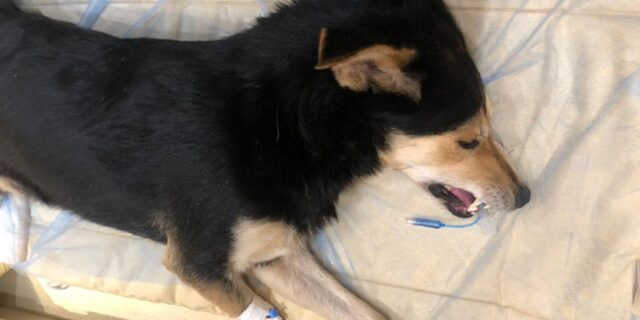 Cane schiacciato da un veicolo in Ucraina sopravvive: tanti gli interventi chirurgici per riprendersi