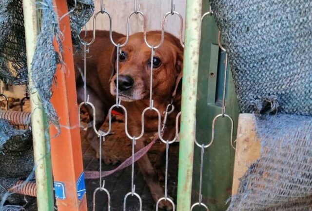 Cane segregato e legato, le guardie zoofile lo salvano ad Acilia