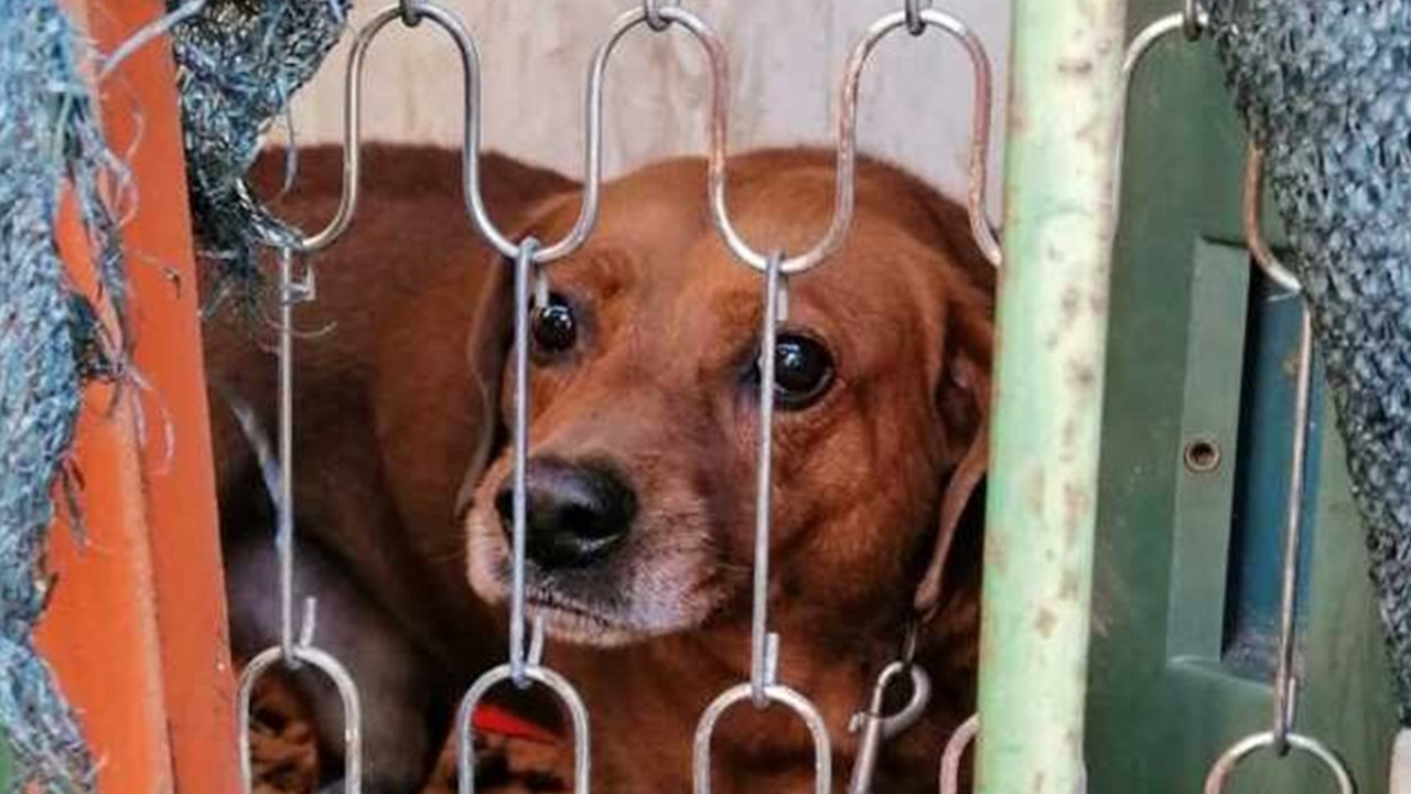 Cane segregato e legato