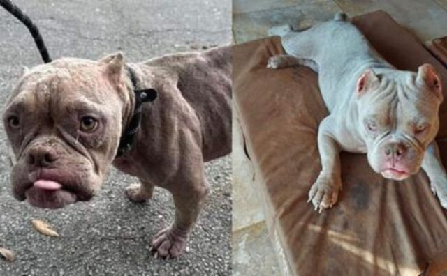 Non sanno come sia sopravvissuto: questo cane è stato salvato quando ormai per chiunque sarebbe stato troppo tardi (VIDEO)