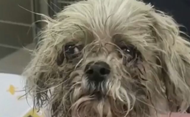 Lo hanno gettato dietro un cassonetto, ma non lo hanno distrutto: il cane si è ripreso in modo miracoloso (VIDEO)