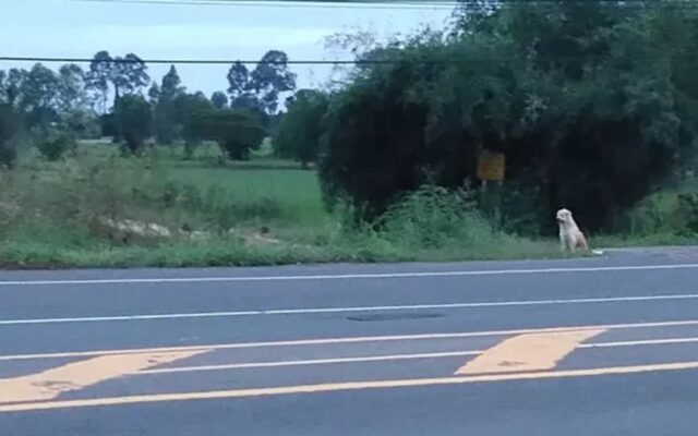 Cane si perde durante un viaggio: aspetta il proprietario per 4 anni allo stesso posto