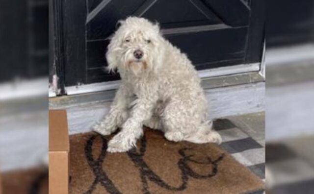 Ha vagato a lungo, sporco e infreddolito: questo cane si è fermato davanti a una porta a caso e ha trovato l’amore (VIDEO)