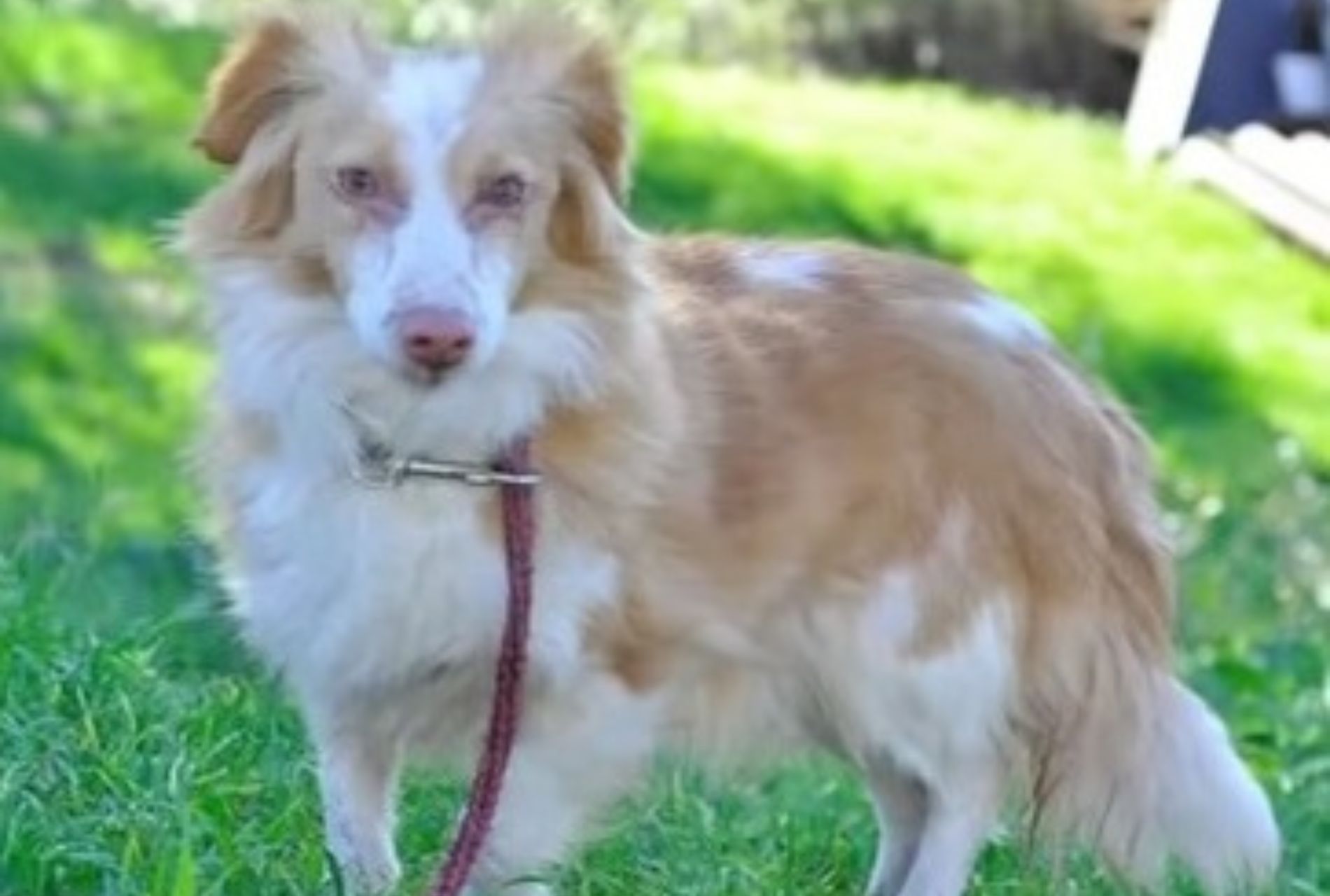 cane stanco e denutrito