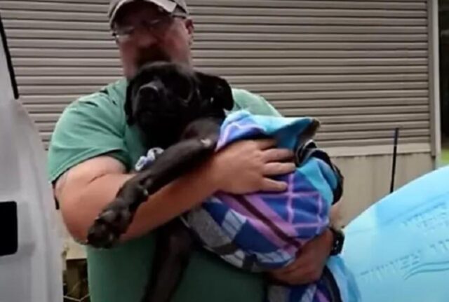 Stanco e ferito, questo cane bisognoso si è rannicchiato davanti a una casa e ha conquistato chi ci abitava