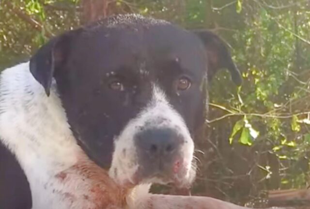 Pur di salvarsi, questo cane si è arrampicato sul tetto della macchina sperando di riuscire a sopravvivere