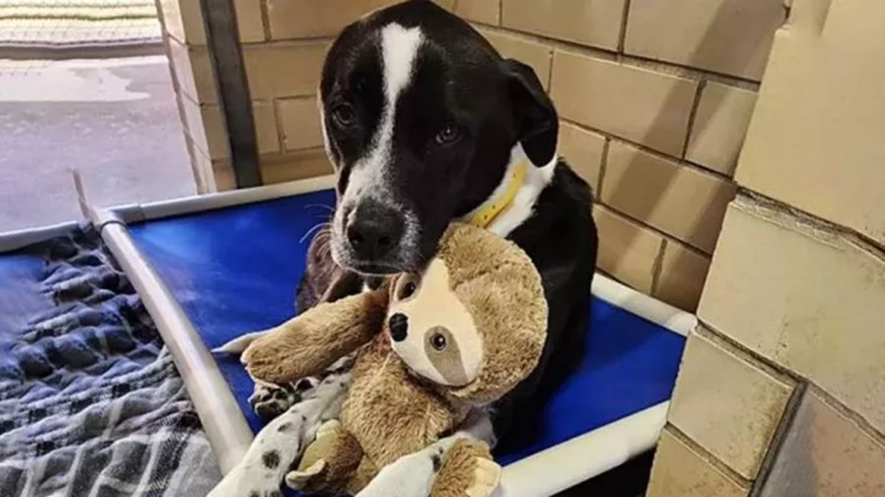 Cane con il bradipo peluche