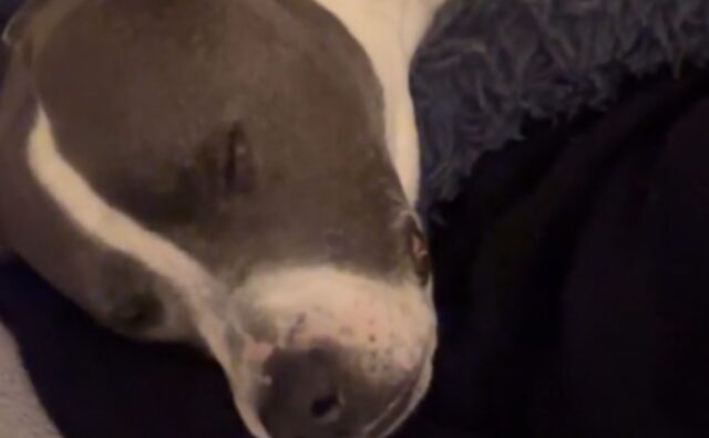 Un vero pigrone: tutti ridono quando vedono come questo cane viene “trasportato” in camera da letto (VIDEO)