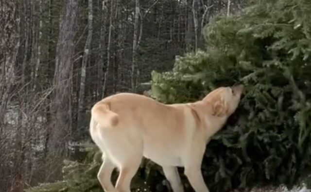 L’uomo mostra tutti i lati divertenti di portare un albero di Natale a casa insieme al suo amato Labrador (VIDEO)