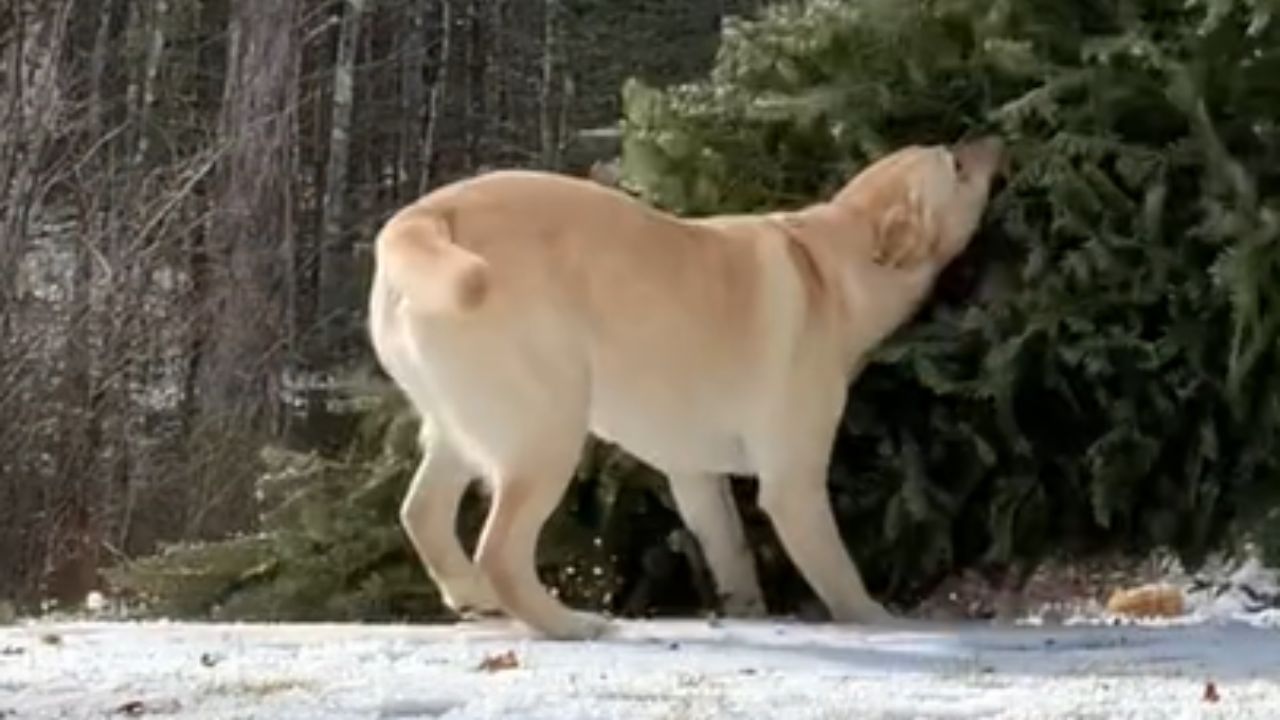 cane addenta l'albero