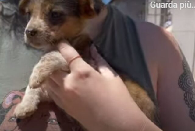 Il cucciolo ci cane voleva con tutte le sue forza salvare la sorellina morente, ma non aveva più energie