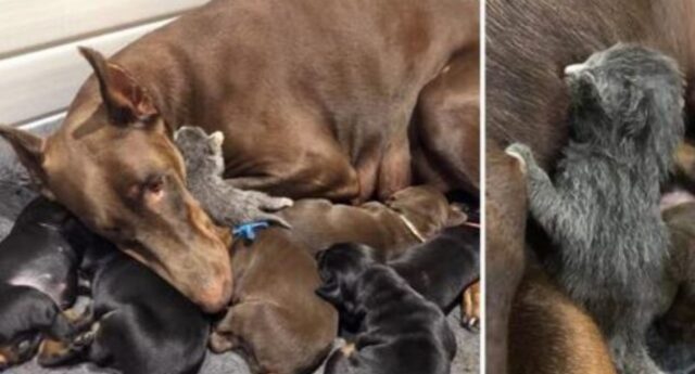 L’adorabile cagnolina Dobermann non si tira indietro e aiuta i gattini abbandonati e in difficoltà