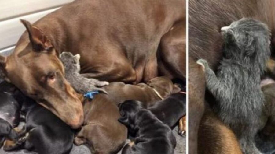 un cane con un gattino