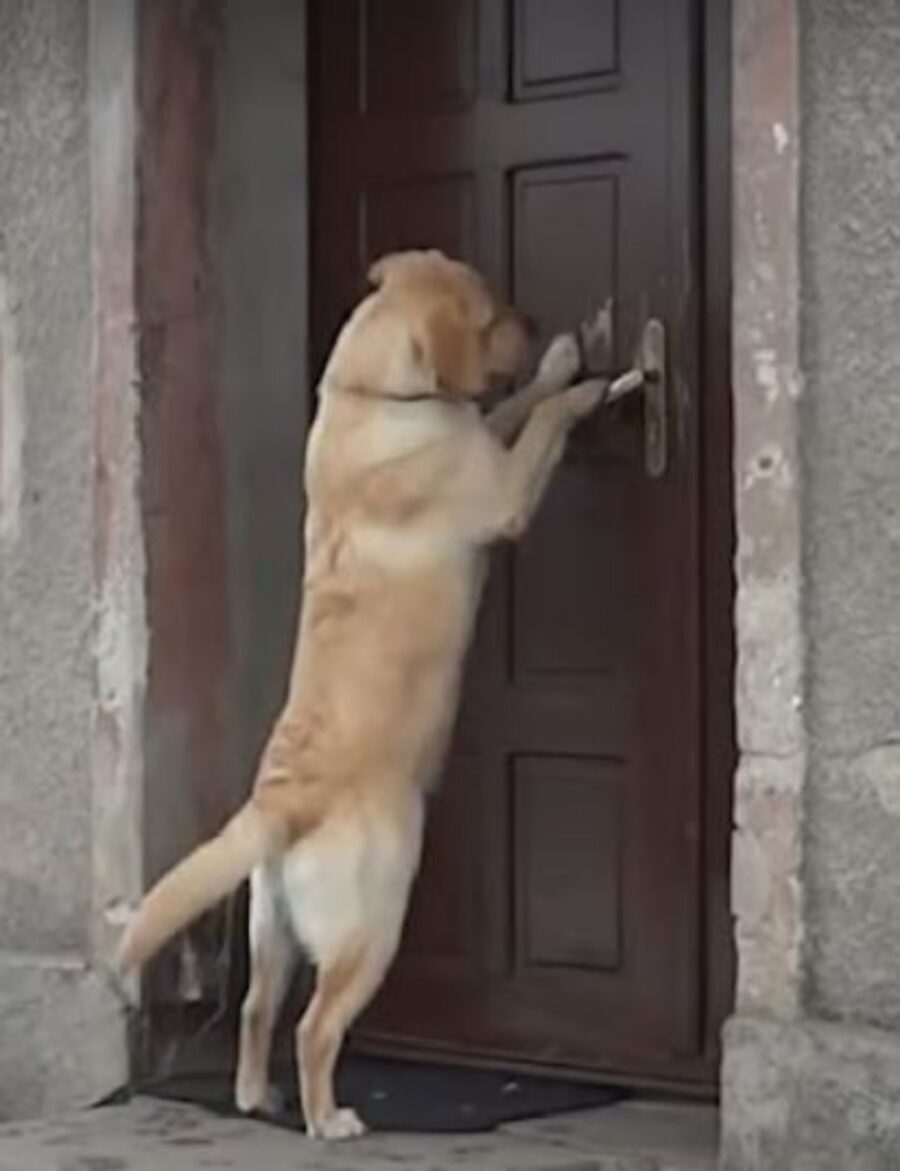 Cane cerca di aprire una porta